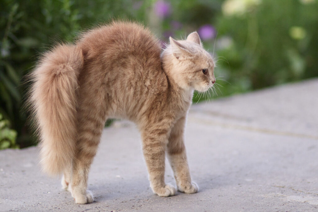 Ginger kitten arcing its back.